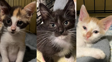 Illustration : Retrouv&eacute;s cach&eacute;s sous des ordures dans un garage, ces 3 chatons espi&egrave;gles d&eacute;couvrent le bonheur de jouer