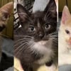 Illustration : Retrouv&eacute;s cach&eacute;s sous des ordures dans un garage, ces 3 chatons espi&egrave;gles d&eacute;couvrent le bonheur de jouer