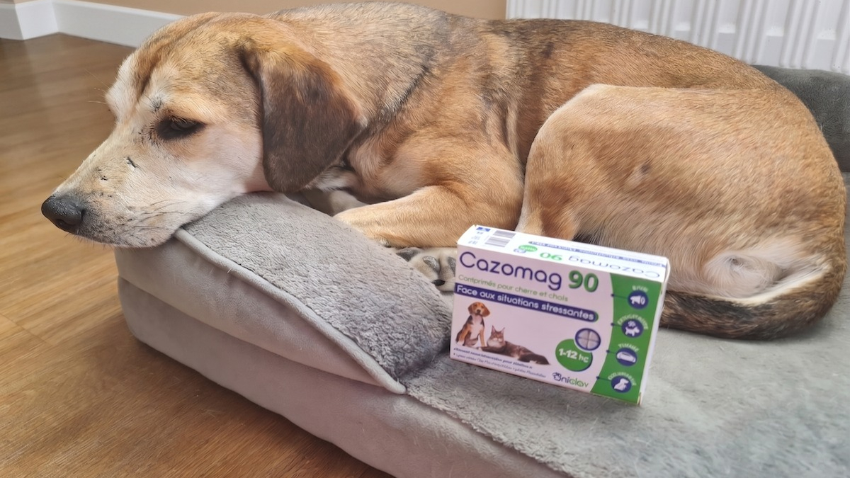 Illustration : "Avis Cazomag pour chien : la mascotte de Woopets a testé l'aliment complémentaire apaisant lors d’une situation difficile"