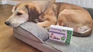 Illustration : Avis Cazomag pour chien : la mascotte de Woopets a test&eacute; l'aliment compl&eacute;mentaire apaisant lors d&rsquo;une situation difficile