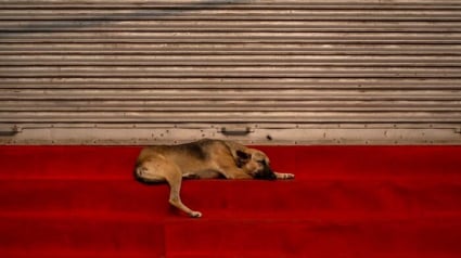 Illustration : 21 photos prim&eacute;es lors d&rsquo;un concours photo r&eacute;v&egrave;lent toute la beaut&eacute; des animaux au c&oelig;ur de l&rsquo;action