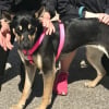 Illustration : Apr&egrave;s avoir applaudi les &eacute;tudiants v&eacute;t&eacute;rinaires l'ayant soign&eacute;e cette chienne est adopt&eacute;e par sa famille d'accueil