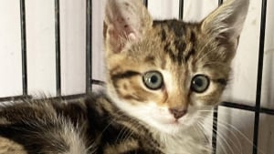 Illustration : Les employ&eacute;s d&rsquo;un service de secours d&eacute;montent une voiture pour sauver un chaton de 7 semaines et lui trouvent une famille d'accueil