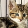 Illustration : Les employ&eacute;s d&rsquo;un service de secours d&eacute;montent une voiture pour sauver un chaton de 7 semaines et lui trouvent une famille d'accueil