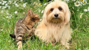 Illustration : "Les chiens ont une bien meilleure ouïe que les chats : vrai ou faux ?"
