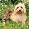 Illustration : Les chiens ont une bien meilleure ou&iuml;e que les chats : vrai ou faux ?
