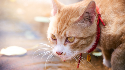 Illustration : Pourquoi votre chat se met-il &agrave; saliver apr&egrave;s avoir jou&eacute; avec son herbe &agrave; chat ?
