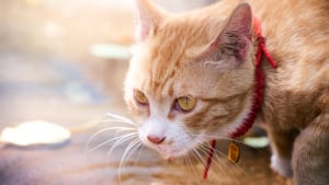 Illustration : "Pourquoi votre chat se met-il à saliver après avoir joué avec son herbe à chat ?"