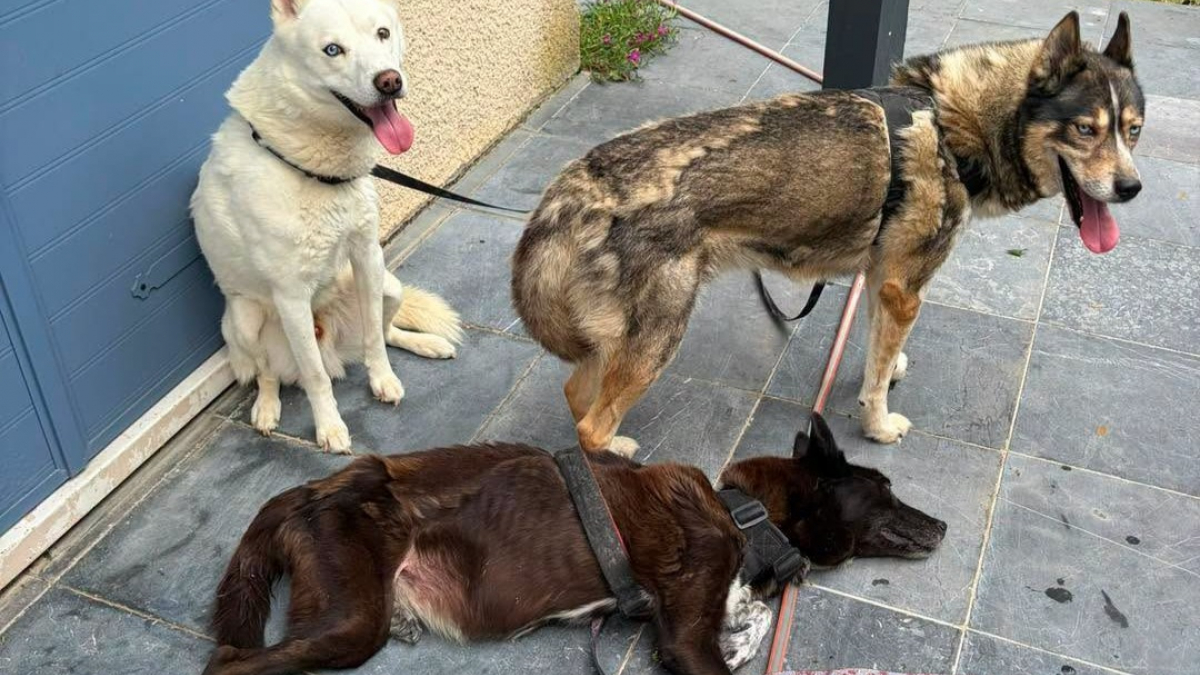 Illustration : "Un incendie en Seine-et-Marne (77) révèle l’enfer vécu par 3 chiens privés de soins pendant des années"