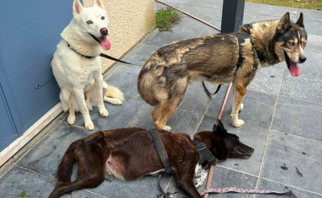 Un incendie en Seine-et-Marne (77) révèle l’enfer vécu par 3 chiens privés de soins pendant des années