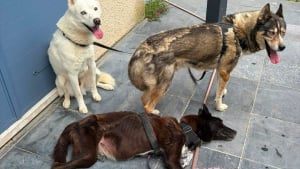 Illustration : Un incendie en Seine-et-Marne (77) r&eacute;v&egrave;le l&rsquo;enfer v&eacute;cu par 3 chiens priv&eacute;s de soins pendant des ann&eacute;es