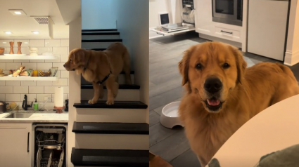 Illustration : Un Golden Retriever pousse une porte mal ferm&eacute;e chaque jour pour rendre visite &agrave; ses nouveaux voisins devenus sa seconde famille (vid&eacute;o)