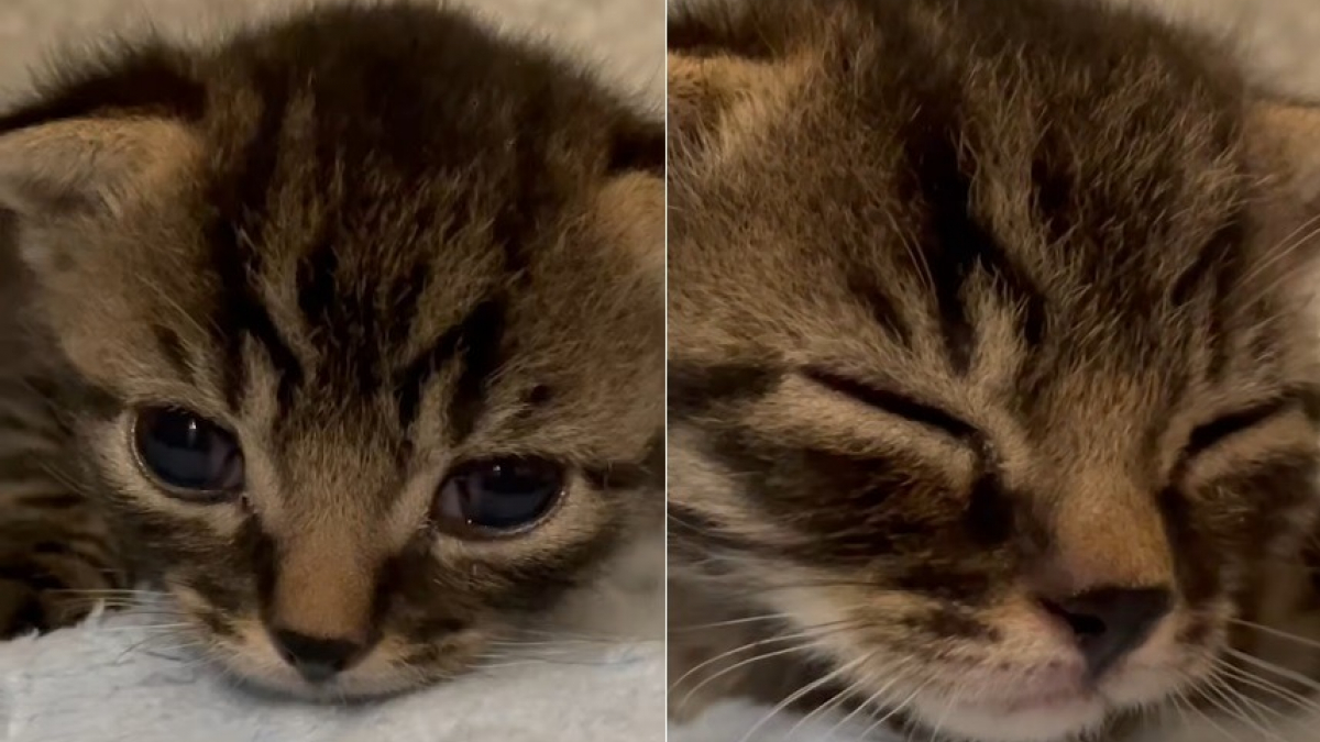 Illustration : "Un chaton atteint du syndrome du nageur reçoit des soins spécialisés grâce à un élan de solidarité alors que sa mère est sauvée d'une maison surpeuplée"