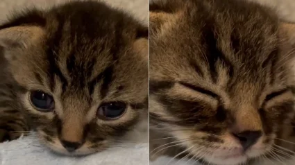 Illustration : Un chaton atteint du syndrome du nageur re&ccedil;oit des soins sp&eacute;cialis&eacute;s gr&acirc;ce &agrave; un &eacute;lan de solidarit&eacute; alors que sa m&egrave;re est sauv&eacute;e d'une maison surpeupl&eacute;e