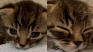 Illustration : Un chaton atteint du syndrome du nageur reçoit des soins spécialisés grâce à un élan de solidarité alors que sa mère est sauvée d'une maison surpeuplée