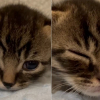 Illustration : Un chaton atteint du syndrome du nageur re&ccedil;oit des soins sp&eacute;cialis&eacute;s gr&acirc;ce &agrave; un &eacute;lan de solidarit&eacute; alors que sa m&egrave;re est sauv&eacute;e d'une maison surpeupl&eacute;e