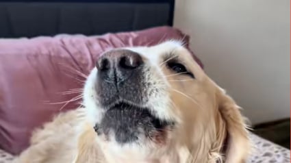 Illustration : Sauv&eacute; d&rsquo;un &eacute;levage intensif o&ugrave; les aboiements &eacute;taient interdits, ce Golden Retriever &eacute;meut son adoptante en osant s&rsquo;exprimer pour la premi&egrave;re fois (vid&eacute;o)