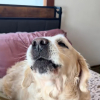 Illustration : Sauv&eacute; d&rsquo;un &eacute;levage intensif o&ugrave; les aboiements &eacute;taient interdits, ce Golden Retriever &eacute;meut son adoptante en osant s&rsquo;exprimer pour la premi&egrave;re fois (vid&eacute;o)