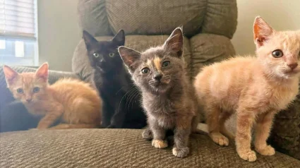Illustration : Bless&eacute;e par un tir de carabine &agrave; air comprim&eacute;, cette chatte prot&egrave;ge ses 5 chatons co&ucirc;te que co&ucirc;te jusqu&rsquo;&agrave; leur sauvetage