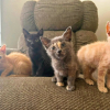 Illustration : Bless&eacute;e par un tir de carabine &agrave; air comprim&eacute;, cette chatte prot&egrave;ge ses 5 chatons co&ucirc;te que co&ucirc;te jusqu&rsquo;&agrave; leur sauvetage