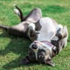 Illustration : 6 mani&egrave;res dont votre chien vous t&eacute;moigne toute sa confiance