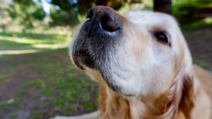 Illustration : "La science prouve que la truffe de votre chien fonctionne comme un détecteur thermique"