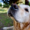 Illustration : La science prouve que la truffe de votre chien fonctionne comme un d&eacute;tecteur thermique