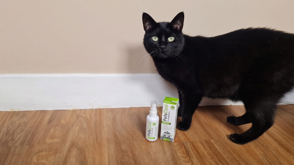 Illustration : "Avis PetsCool Spray : notre test pour détendre un chat stressé par une visite chez le vétérinaire"