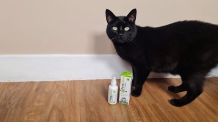 Illustration : Avis PetsCool Spray : notre test pour d&eacute;tendre un chat stress&eacute; par une visite chez le v&eacute;t&eacute;rinaire