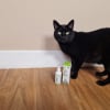 Illustration : Avis PetsCool Spray : notre test pour d&eacute;tendre un chat stress&eacute; par une visite chez le v&eacute;t&eacute;rinaire