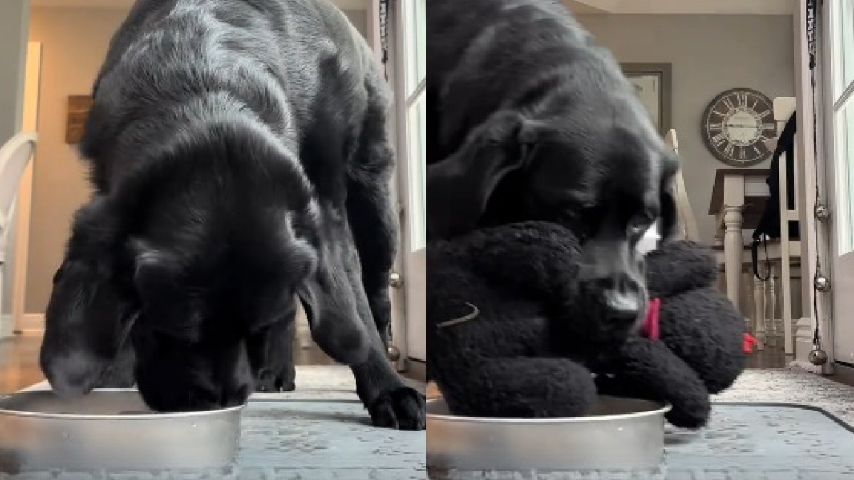 Illustration : "Cette chienne ne savoure pleinement son petit déjeuner que si elle le partage pas avec son bébé en peluche (vidéo)"