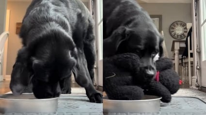Illustration : Cette chienne ne savoure pleinement son petit d&eacute;jeuner que si elle le partage pas avec son b&eacute;b&eacute; en peluche (vid&eacute;o)