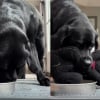 Illustration : Cette chienne ne savoure pleinement son petit d&eacute;jeuner que si elle le partage pas avec son b&eacute;b&eacute; en peluche (vid&eacute;o)