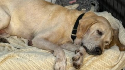 Illustration : Ce Labrador de 10 ans sauv&eacute; d'un &eacute;leveur qui le gardait dehors se reconstruit au refuge malgr&eacute; le manque d'int&eacute;r&ecirc;t des adoptants (vid&eacute;o)
