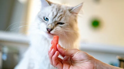 Illustration : L'&eacute;volution de l'ADN du chat r&eacute;v&egrave;le pourquoi ils sont si difficiles et d&eacute;testent le sucre