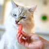 Illustration : L'&eacute;volution de l'ADN du chat r&eacute;v&egrave;le pourquoi ils sont si difficiles et d&eacute;testent le sucre