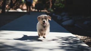Illustration : "Chien qui court après les vélos : est-ce un simple jeu ?"