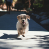 Illustration : Chien qui court apr&egrave;s les v&eacute;los : est-ce un simple jeu ?
