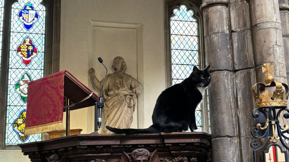Illustration : "Ce chat a élu domicile dans une église vieille de plusieurs siècles et il en est devenu la meilleure publicité (vidéo)"
