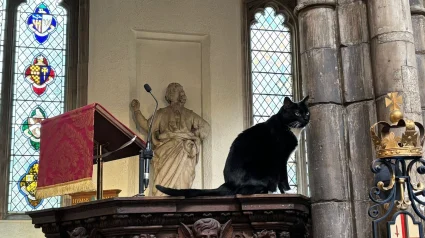 Illustration : Ce chat a &eacute;lu domicile dans une &eacute;glise vieille de plusieurs si&egrave;cles et il en est devenu la meilleure publicit&eacute; (vid&eacute;o)