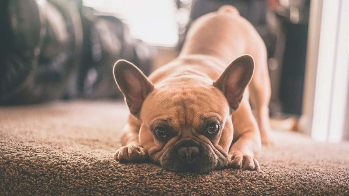 Illustration : "Pourquoi votre chien gratte-t-il frénétiquement votre tapis ?"