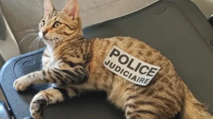 Illustration : Enlev&eacute; &agrave; 2 reprises &agrave; quelques jours d&rsquo;intervalle, un chaton sans puce &eacute;lectronique retrouv&eacute; par la police est de retour aupr&egrave;s des siens