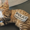 Illustration : Enlev&eacute; &agrave; 2 reprises &agrave; quelques jours d&rsquo;intervalle, un chaton sans puce &eacute;lectronique retrouv&eacute; par la police est de retour aupr&egrave;s des siens