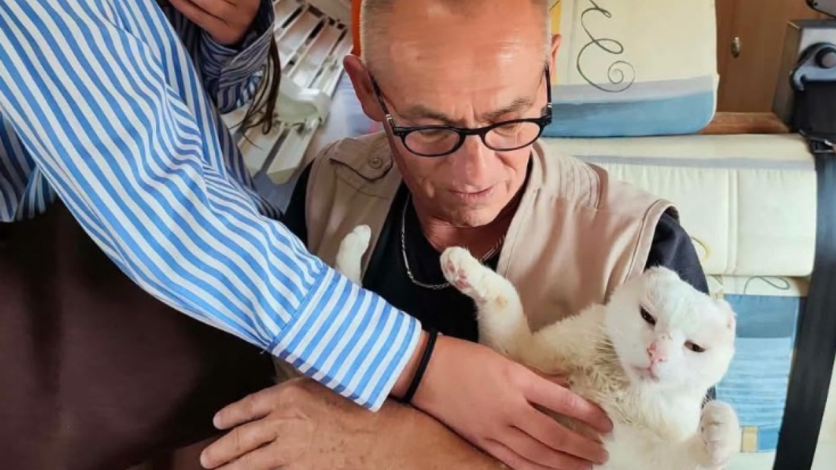 Illustration : "Âgé de 12 ans et sourd, ce chat absent depuis 9 mois vient de retrouver les siens grâce à sa puce électronique "