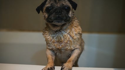 Illustration : Pourquoi votre chien court-il partout comme un fou apr&egrave;s avoir pris son bain ?