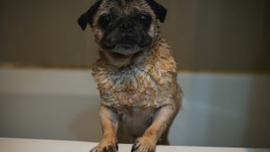 Illustration : "Pourquoi votre chien court-il partout comme un fou après avoir pris son bain ?"