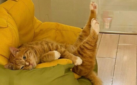 12 photos prouvant que les chats nous font rire avec style