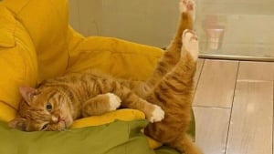 Illustration : "12 photos prouvant que les chats nous font rire avec style"