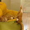 Illustration : 12 photos prouvant que les chats nous font rire avec style