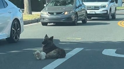 Illustration : Perdue au milieu d&rsquo;une route tr&egrave;s fr&eacute;quent&eacute;e, cette chienne fait tout son possible pour prot&eacute;ger son petit compagnon jusqu&rsquo;&agrave; l&rsquo;arriv&eacute;e des secours (vid&eacute;o) 